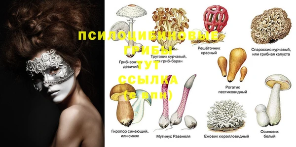 шишки Медвежьегорск