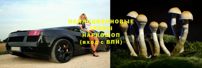 Псилоцибиновые грибы Psilocybe  Оса 